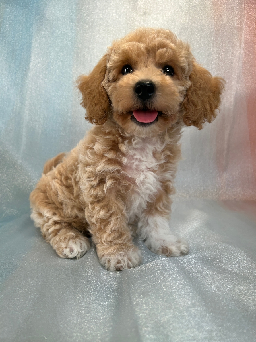 Male Bichon Poodle Puppy for Sale DOB 3-2-2024 $800